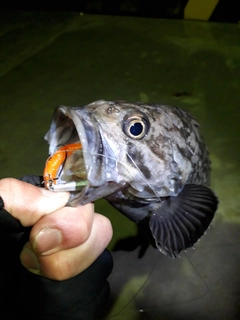 クロソイの釣果