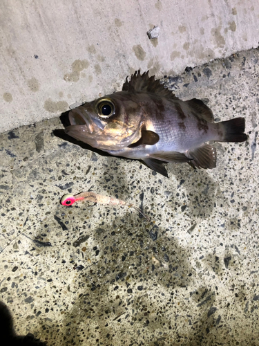 メバルの釣果