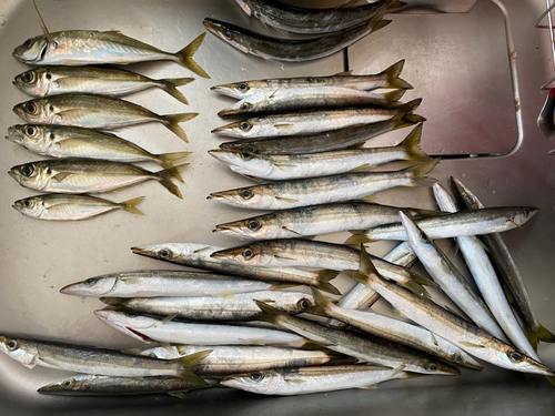 アカカマスの釣果