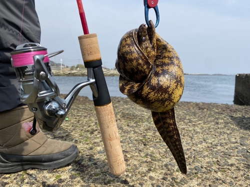 ウツボの釣果