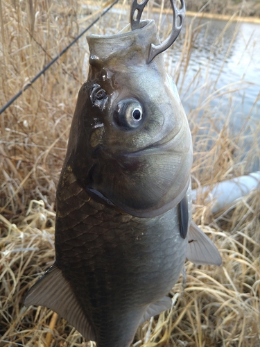 ヘラブナの釣果