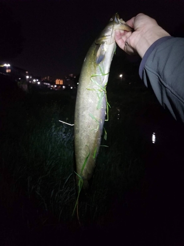 ニホンナマズの釣果