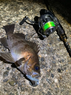 シロメバルの釣果