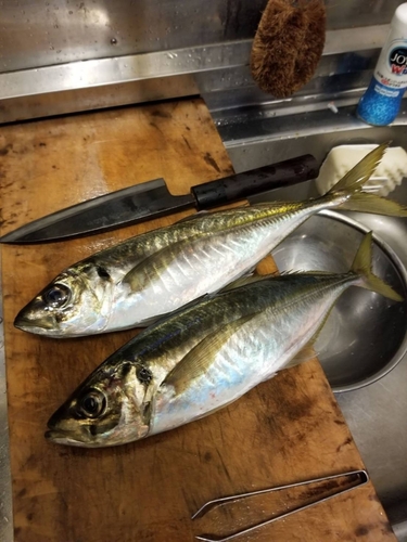 マルアジの釣果