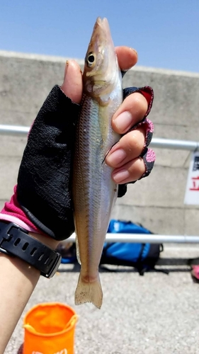 シロギスの釣果