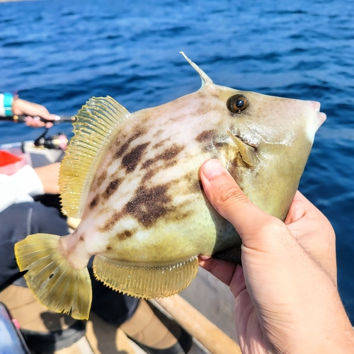 カワハギの釣果