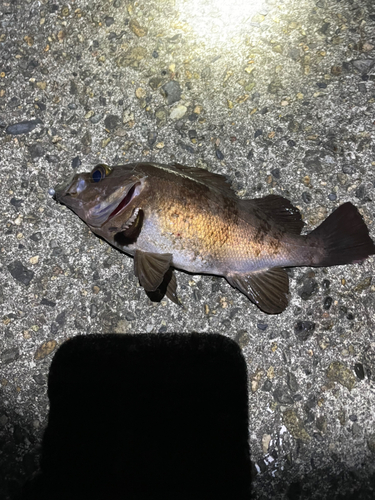 メバルの釣果