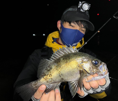 クロメバルの釣果