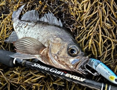 クロメバルの釣果