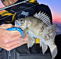 クロメバルの釣果