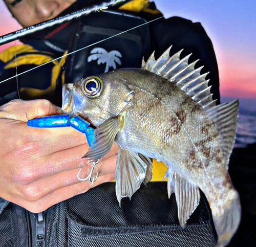 クロメバルの釣果