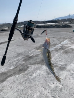 ホッケの釣果