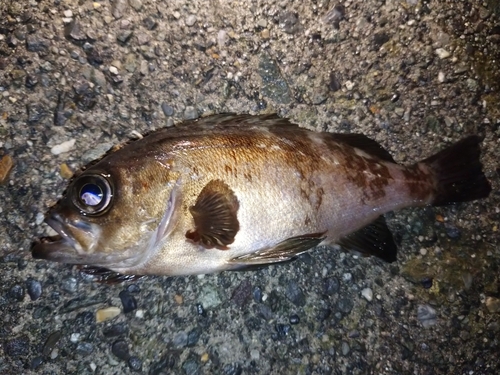 メバルの釣果