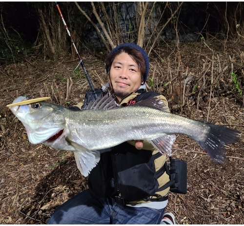 スズキの釣果