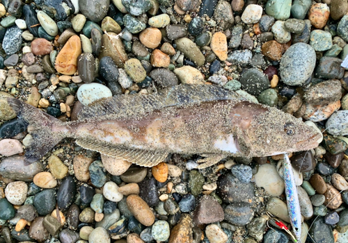 ホッケの釣果