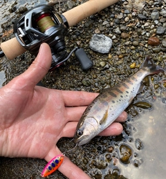 ヤマメの釣果