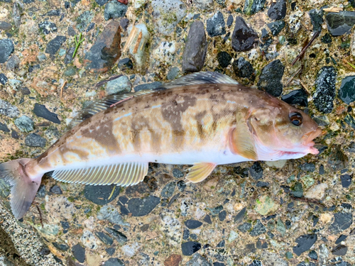 ホッケの釣果