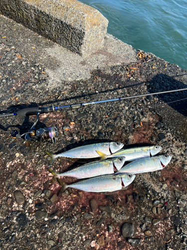 サバの釣果