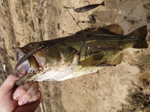 ブラックバスの釣果