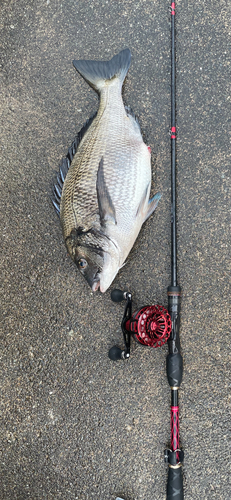 クロダイの釣果