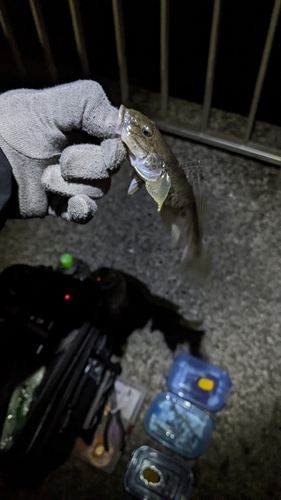 マハゼの釣果