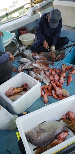 マダイの釣果