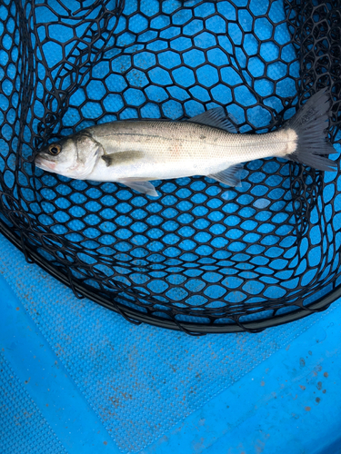 セイゴ（マルスズキ）の釣果