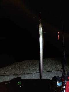 アナゴの釣果