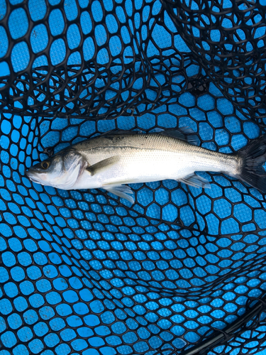 セイゴ（マルスズキ）の釣果