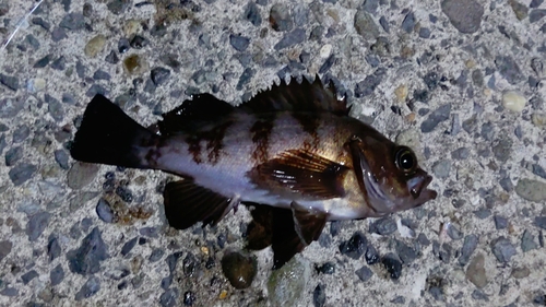 メバルの釣果