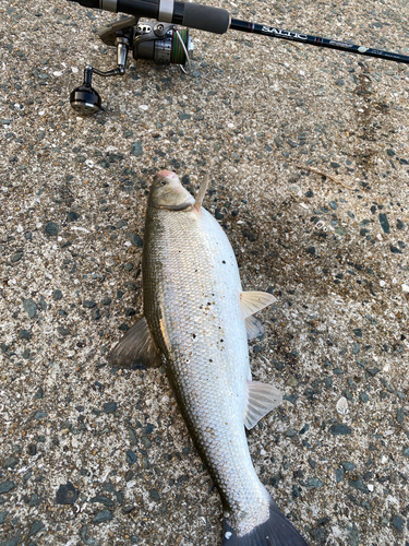 コノシロの釣果