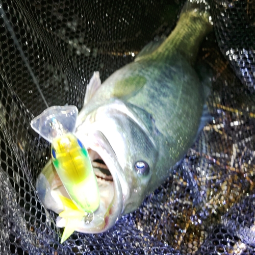 ブラックバスの釣果