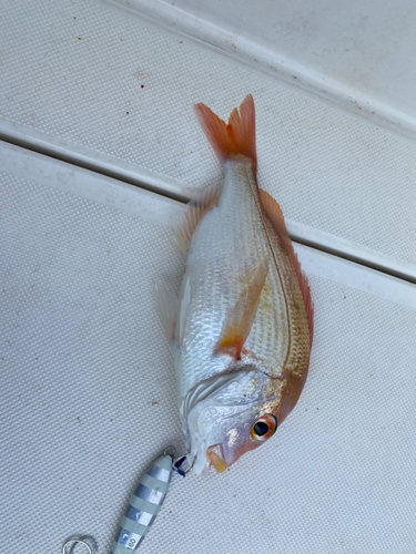 レンコダイの釣果