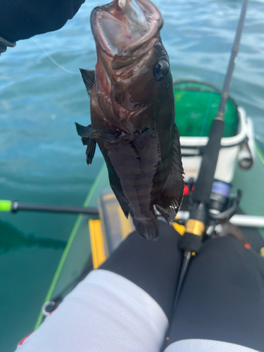 ヤミハタの釣果