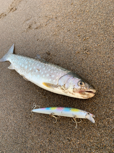 アメマスの釣果