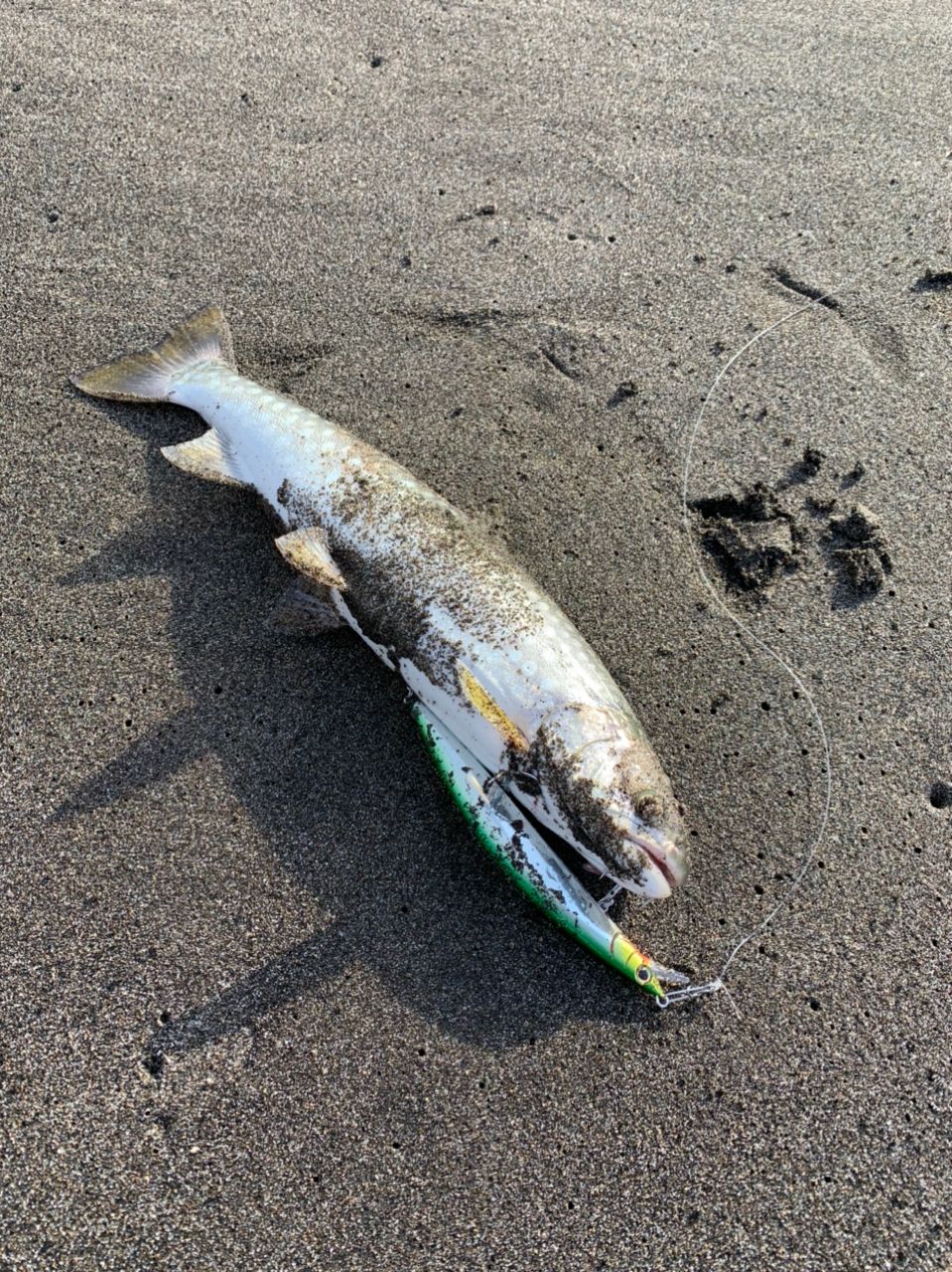 アメマス