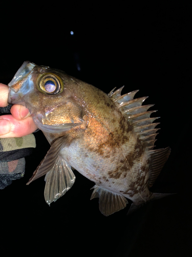 メバルの釣果