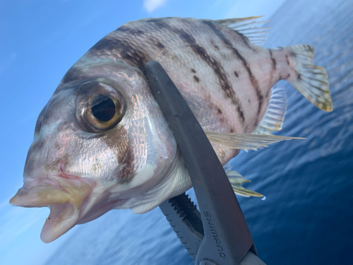 メイチダイの釣果