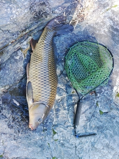 コイの釣果