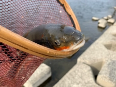 マルタウグイの釣果