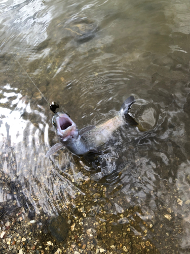 ニジマスの釣果