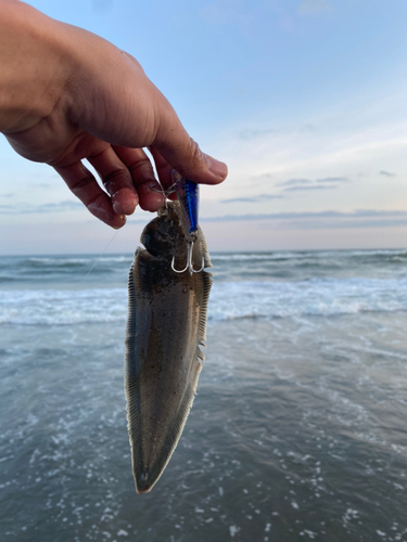 シタビラメの釣果