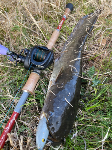 ナマズの釣果