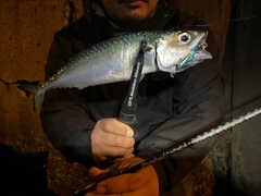 サバの釣果