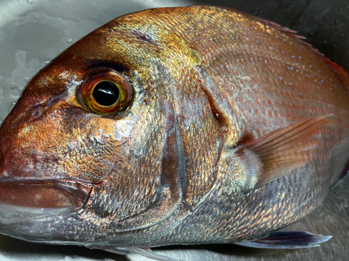 タイの釣果