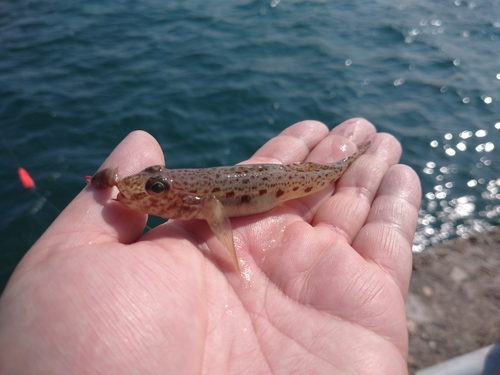 マハゼの釣果