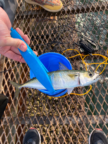 サバの釣果