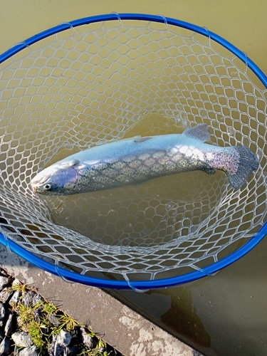 レインボートラウトの釣果