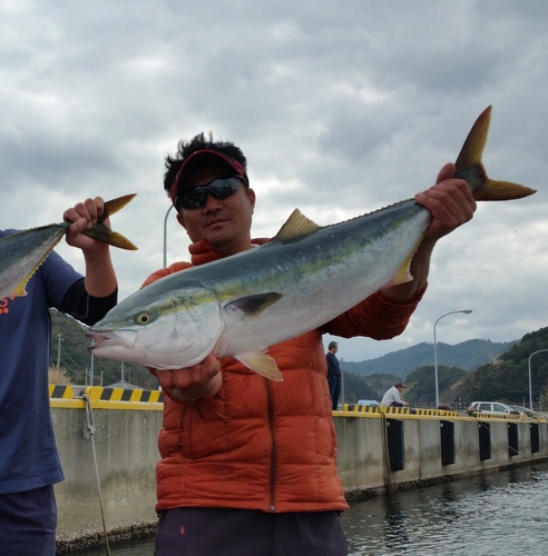 ブリの釣果