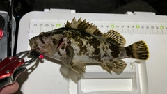 タケノコメバルの釣果